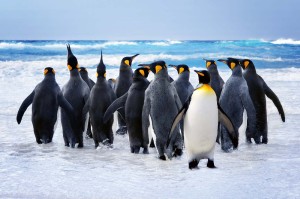 Fototapeta na Flizelinie MS-5-0416 King Penguin 375 x 250 cm