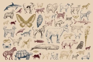 Fototapeta na flizelinie MS-5-1479 Kolekcja Animal 375 x 250 cm