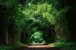 Fototapeta na flizelinie MS-5-1598 Bamboo road 375 x 250 cm