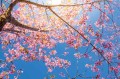 9f2c568f81d97b5508ce6f76ba7e717c