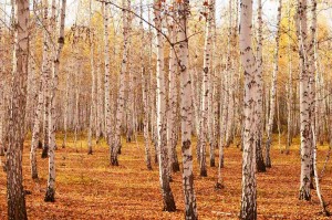 Fototapeta na flizelinie MS-5-1876 Birch Grove II. 375 x 250 cm