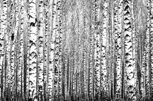 Fototapeta na flizelinie MS-5-1906 Wiosenne kąpielówki 375 x 250 cm