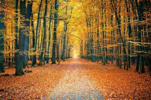 Fototapeta na flizelinie MS-5-1920 Kolorowy jesienny park 375 x 250 cm