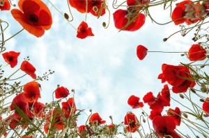 Fototapeta na Flizelinie MS-5-1320 Poppy 375 x 250 cm