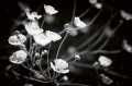 1b0598998f2f83fad33509d3b246fa0d