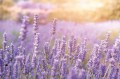 fae26d9200b07a829a507976b4217b4c