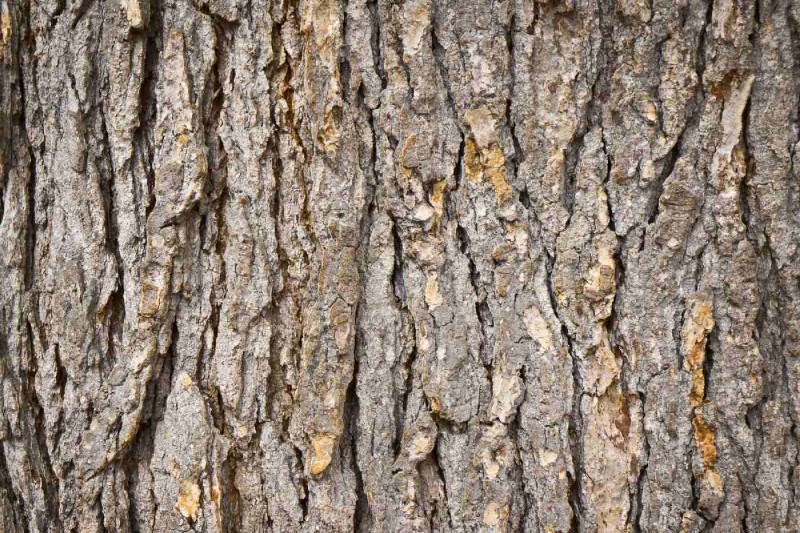 Fototapeta na flizelinie MS-5-2344 Kora jodłowa 375 x 250 cm