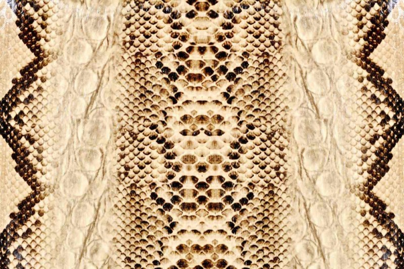 Fototapeta na flizelinie MS-5-2582 Skóra węża 375 x 250 cm