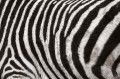 Fototapeta na flizelinie MS-5-2586 tekstura Zebra 375 x 250 cm