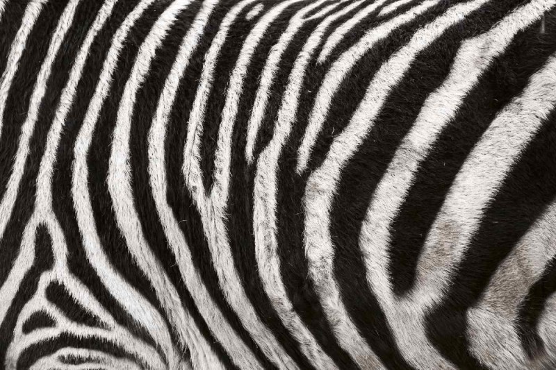 Fototapeta na flizelinie MS-5-2586 tekstura Zebra 375 x 250 cm