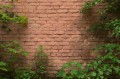 Fototapeta na flizelinie MS-5-2664 Zarośnięta ściana ceglana 375 x 250 cm