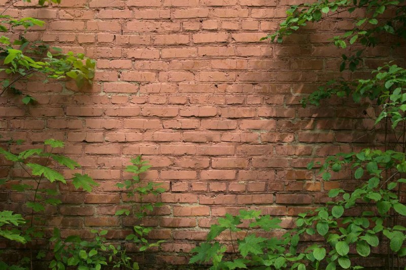 Fototapeta na flizelinie MS-5-2664 Zarośnięta ściana ceglana 375 x 250 cm