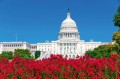 Fototapeta na flizelinie MS-5-3000 Capitol z kwiatami 375 x 250 cm