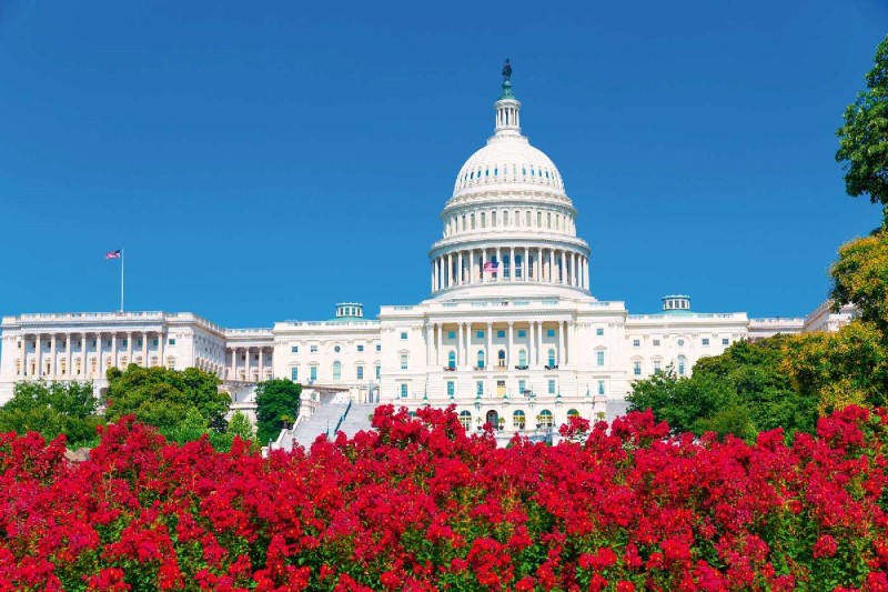 Fototapeta na flizelinie MS-5-3000 Capitol z kwiatami 375 x 250 cm