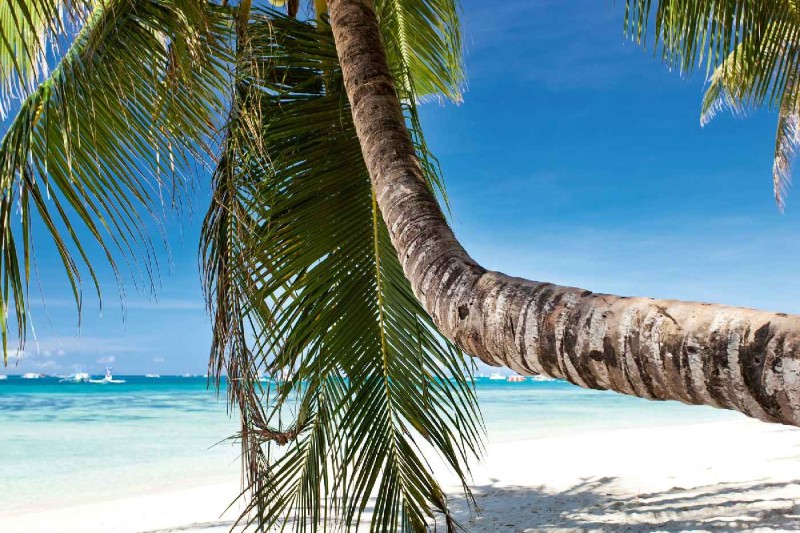 Fototapeta na flizelinie MS-5-3201 Szczegół palmy 375 x 250 cm