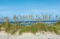 Fototapeta na flizelinie MS-5-3220 Trawa na plaży 375 x 250 cm