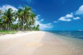 Fototapeta na flizelinie MS-5-3235 Wysokie palmy na plaży 375 x 250 cm