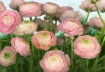 FotoTAPETA 8-894 Gentle Rosé