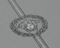TAPETA 79131-3 VERSACE VI  Szer. 106 cm