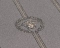TAPETA 79173-4 VERSACE VI  Szer. 70 cm