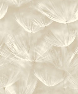 TAPETA 210901 Grandeco  Dmuchawce