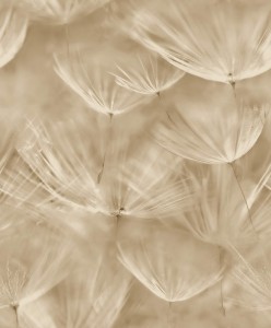 TAPETA 210902 Grandeco  Dmuchawce