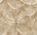 TAPETA 210902 Grandeco  Dmuchawce