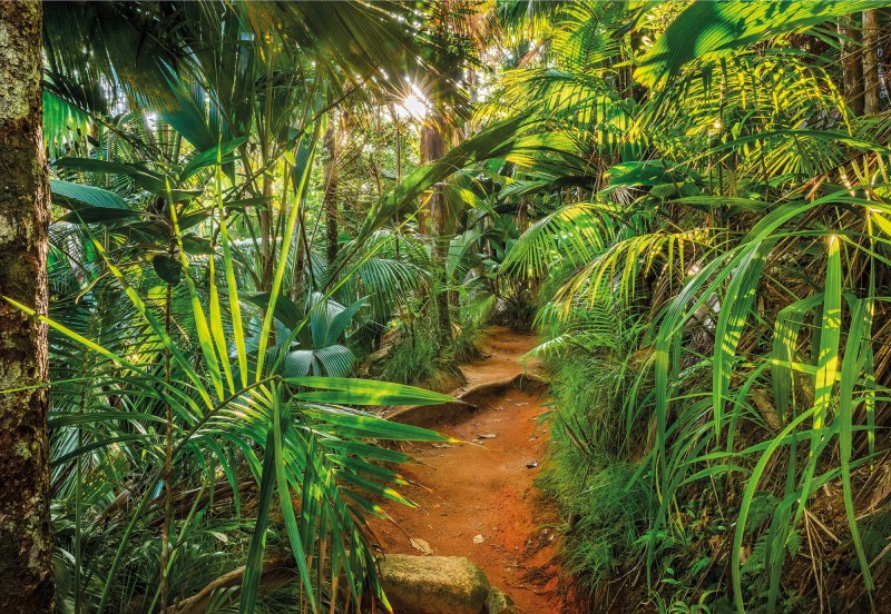 Fototapeta 8-989 Jungle Trail