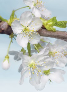 FotoTAPETA na flizelinie XXL2-033 Blossom