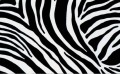 11031  OKLEINA SAMOPRZYLEPNA ZEBRA