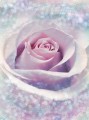 Fototapeta na Flizelinie XXL2-020 Delicate Rose 