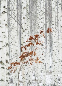 FotoTAPETA na flizelinie 5104-4 White Birch Forest