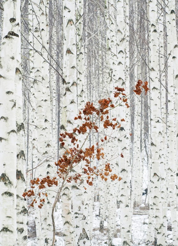 Fototapeta 5104-2V-1 White Birch Forest