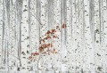 Fototapeta 5104-4V-1 White Birch Forest