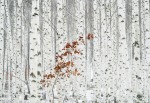 FotoTAPETA na flizelinie 5104-8 White Birch Forest