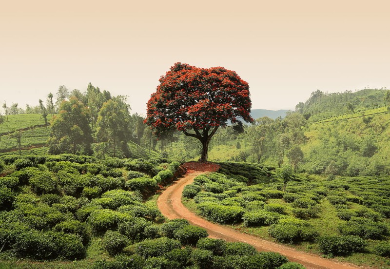 Fototapeta 5036-4V-1 Red Tree and Hills in Sri Lanka