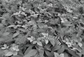 Fototapeta 8-914 Forest Floor