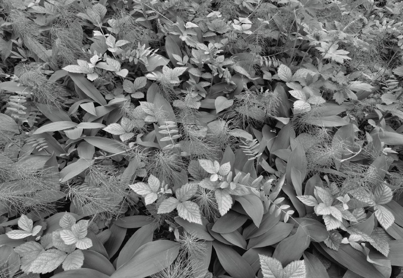 Fototapeta 8-914 Forest Floor