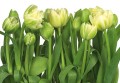 Fototapeta 8-900 Tulips  