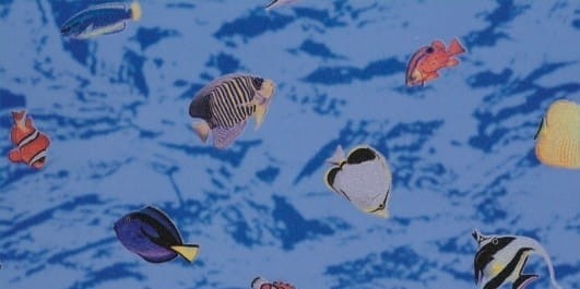 10971 OKLEINA SAMOPRZYLEPNA FISHES