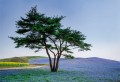 Fototapeta 5034-4V-1 Tree in Blue Flower Field in Japan