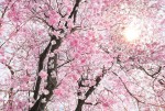 FotoTAPETA na flizelinie XXL4-046 Bloom